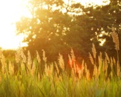 scenery of a grassfield during sunset