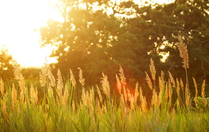 scenery of a grassfield during sunset