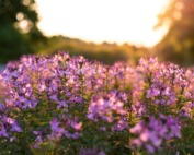 purple petaled flowers selective focus photography