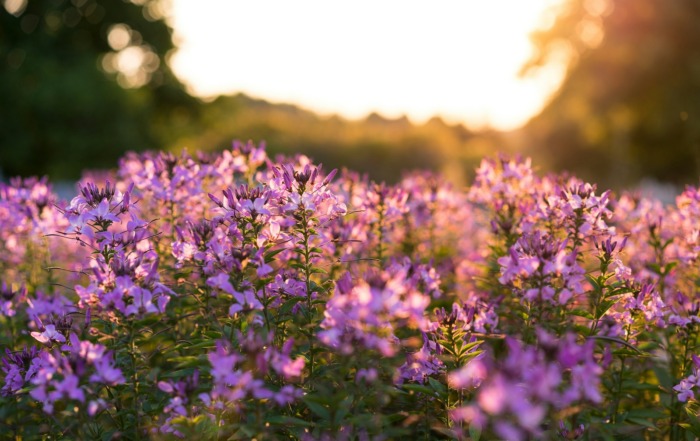 purple petaled flowers selective focus photography
